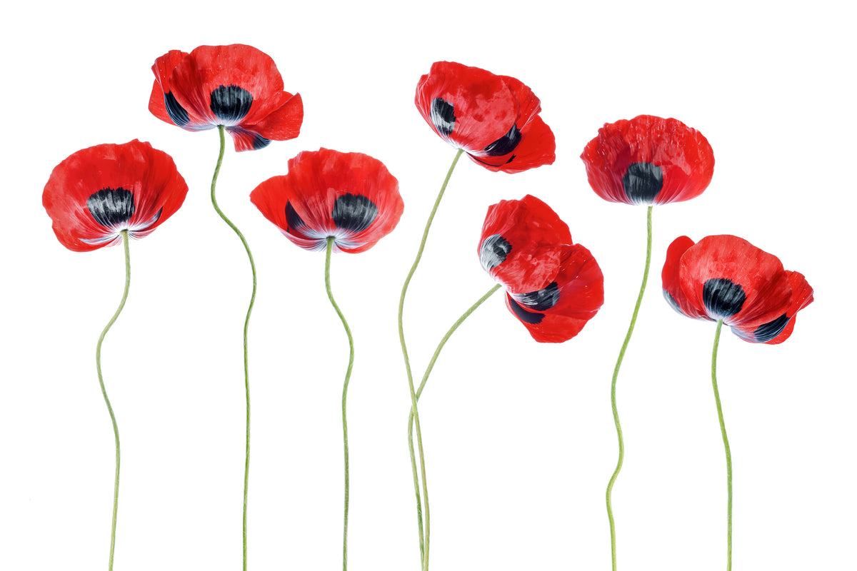 canvas-print-ladybird-poppies