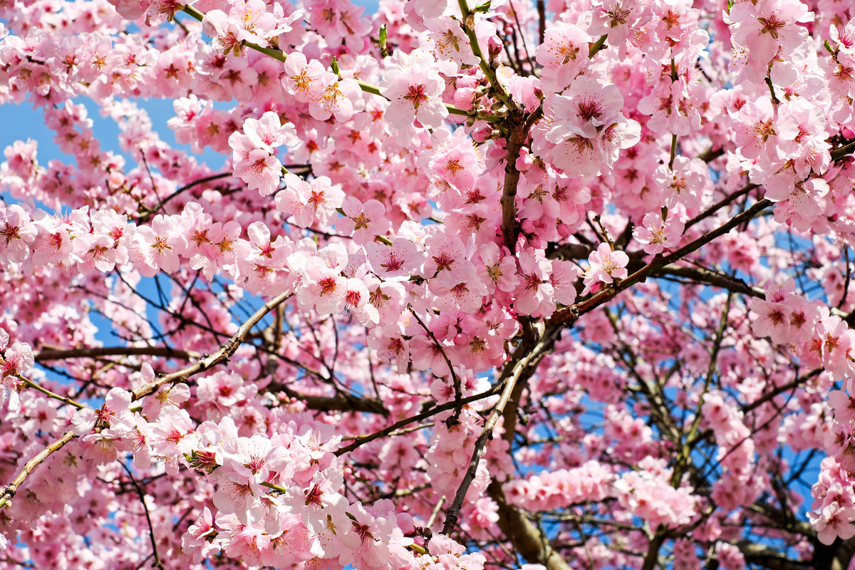 3-piece-aluminium-print-wonderful-japanese-cherry