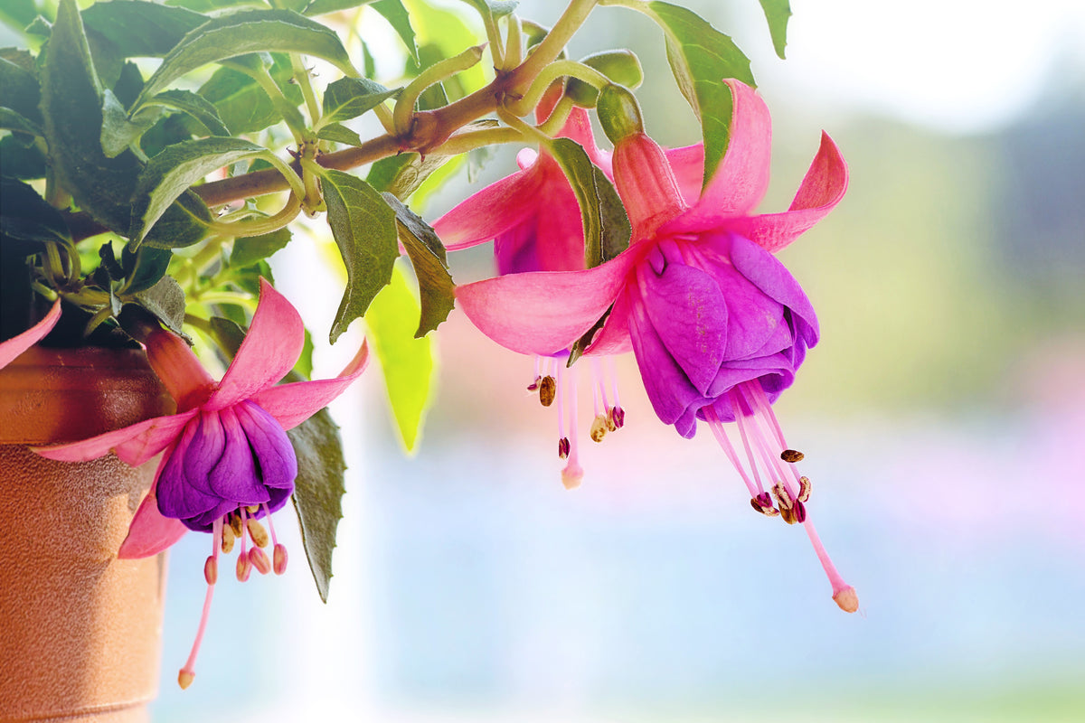 framedposter-print-the-fuchsias