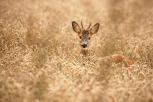acrylic-print-deer-in-the-field-x