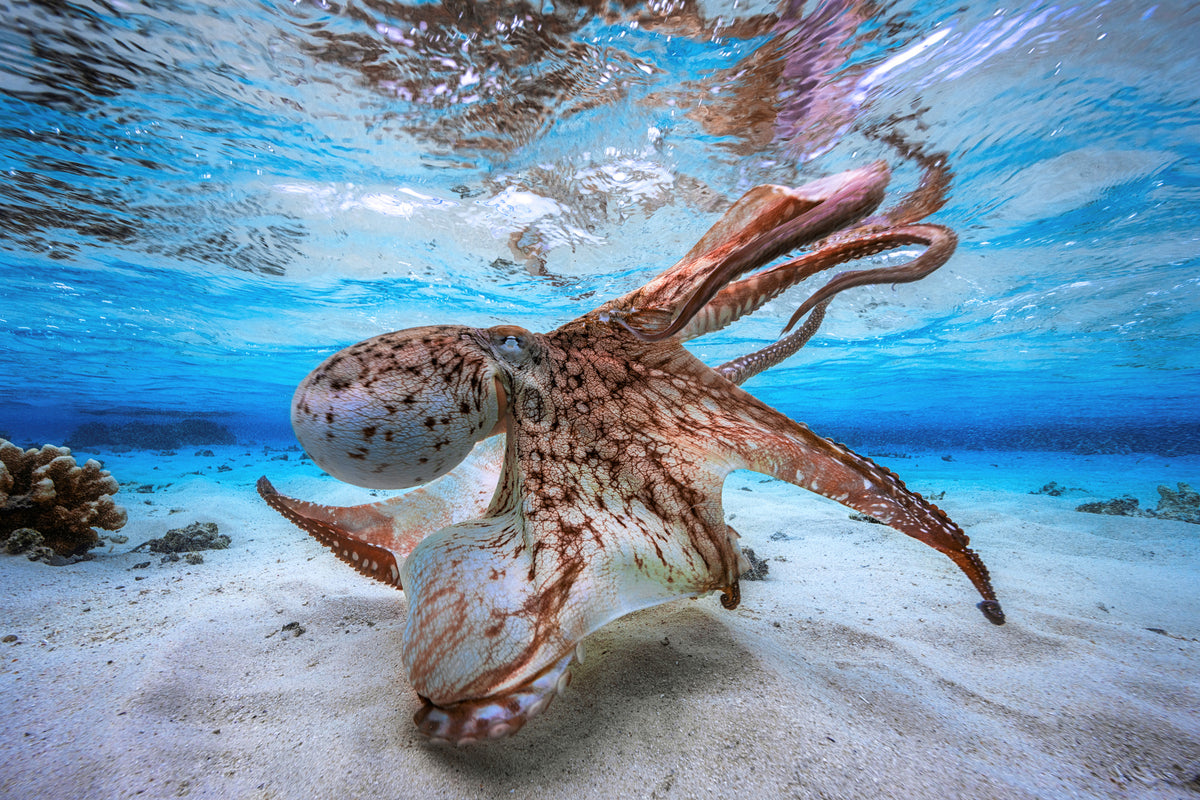 canvas-print-dancing-octopus