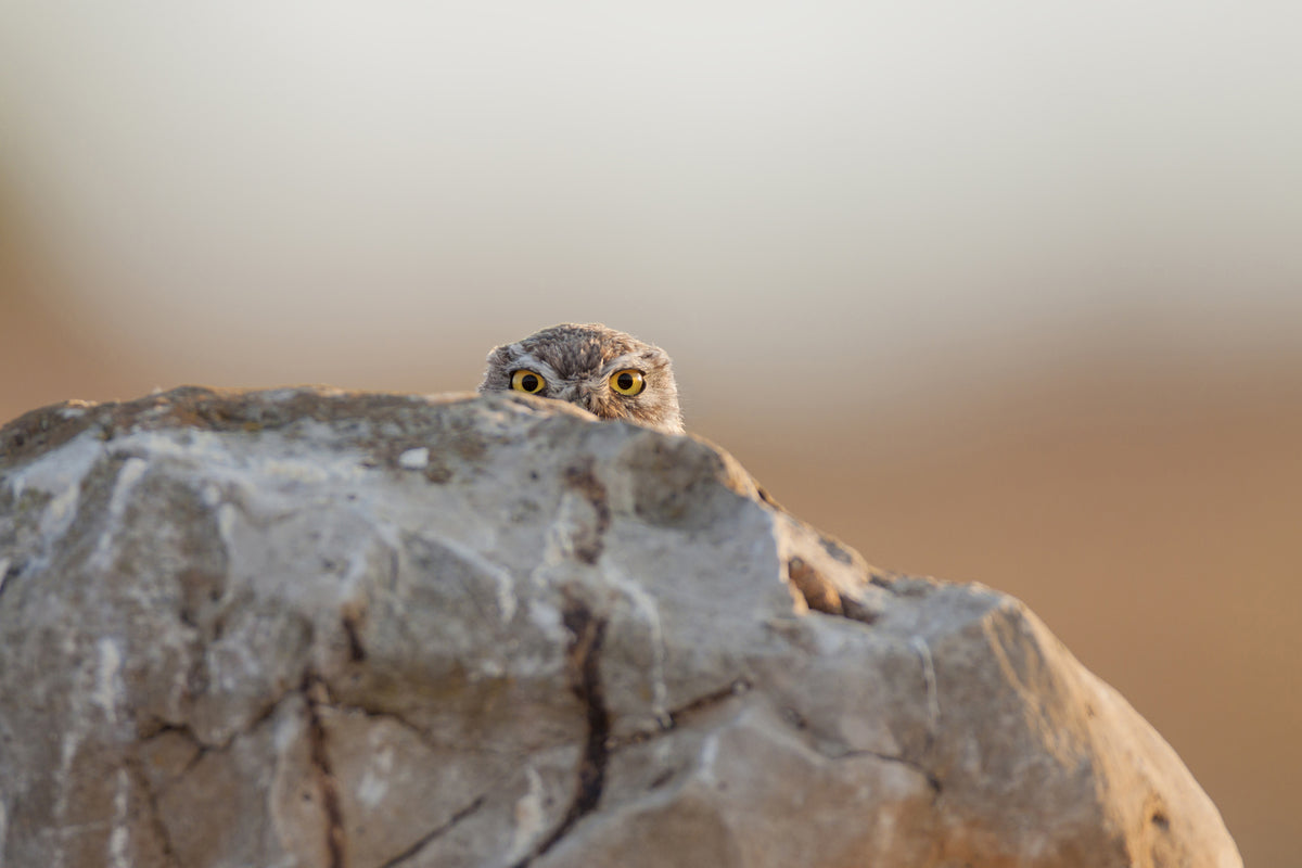 acrylic-print-little-owl