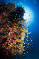 acrylic-print-life-explosion-ii