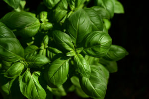 3-piece-acrylic-print-basil-in-xl