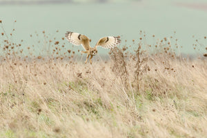 framedposter-print-hunting-short-eared-owl-x