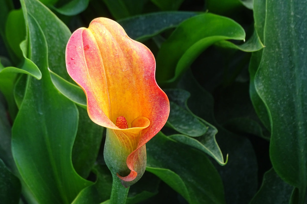 3-piece-acrylic-print-wild-calla