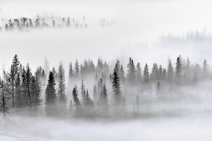 framedposter-print-foggy-forest