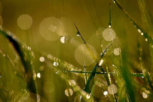 3-piece-acrylic-print-dew-in-the-morning