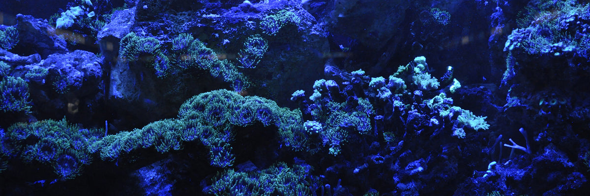 panoramic-3-piece-canvas-print-coral-reef-in-blue-panorama
