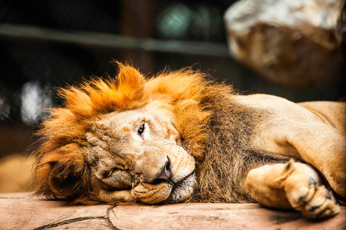 modern-3-piece-aluminium-print-relaxed-lion