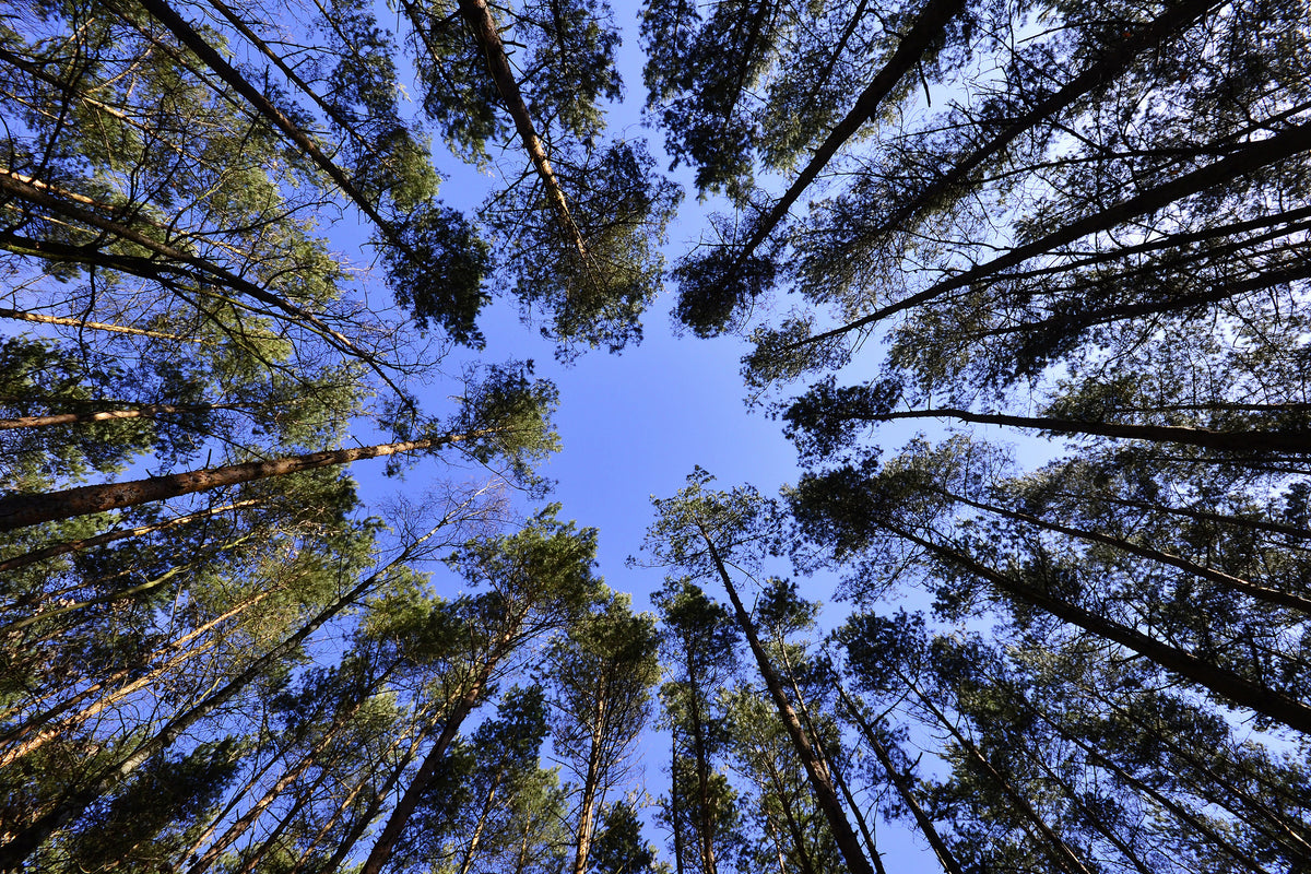 poster-print-under-high-treetops