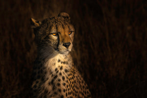 aluminium-print-the-portrait-of-a-cheetah-x