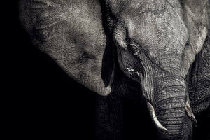 framedcanvas-print-the-matriarch