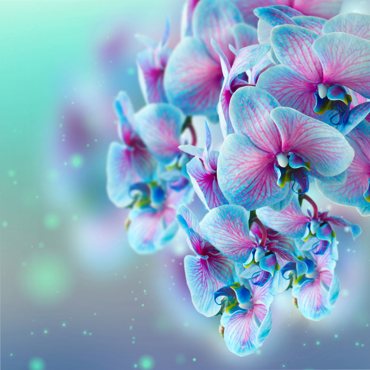 aluminium-print-colored-orchids