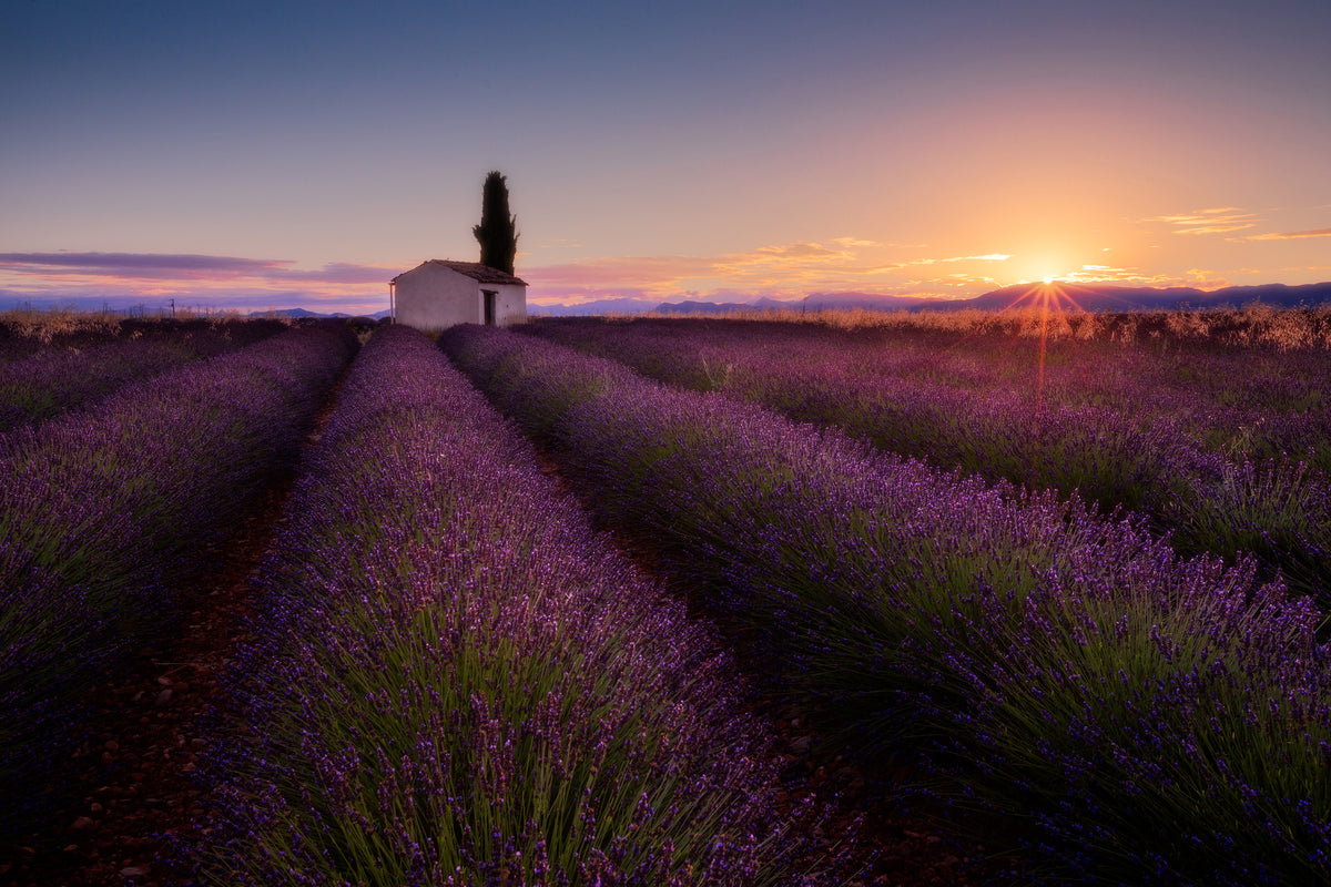 framedposter-print-provence-lavender-x