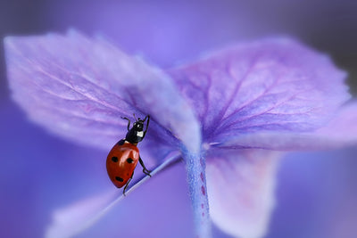 poster-print-ladybird-on-purple-hydrangea