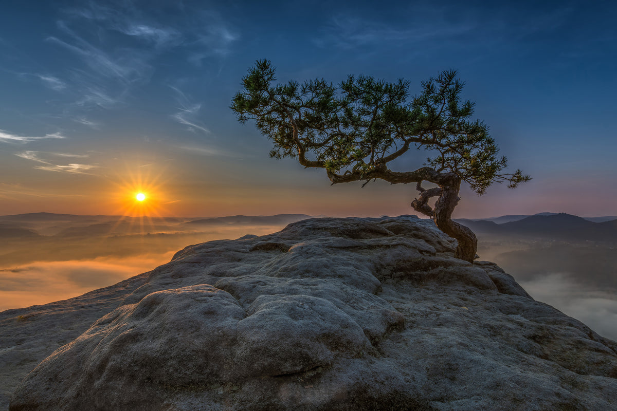 aluminium-print-old-pine-x