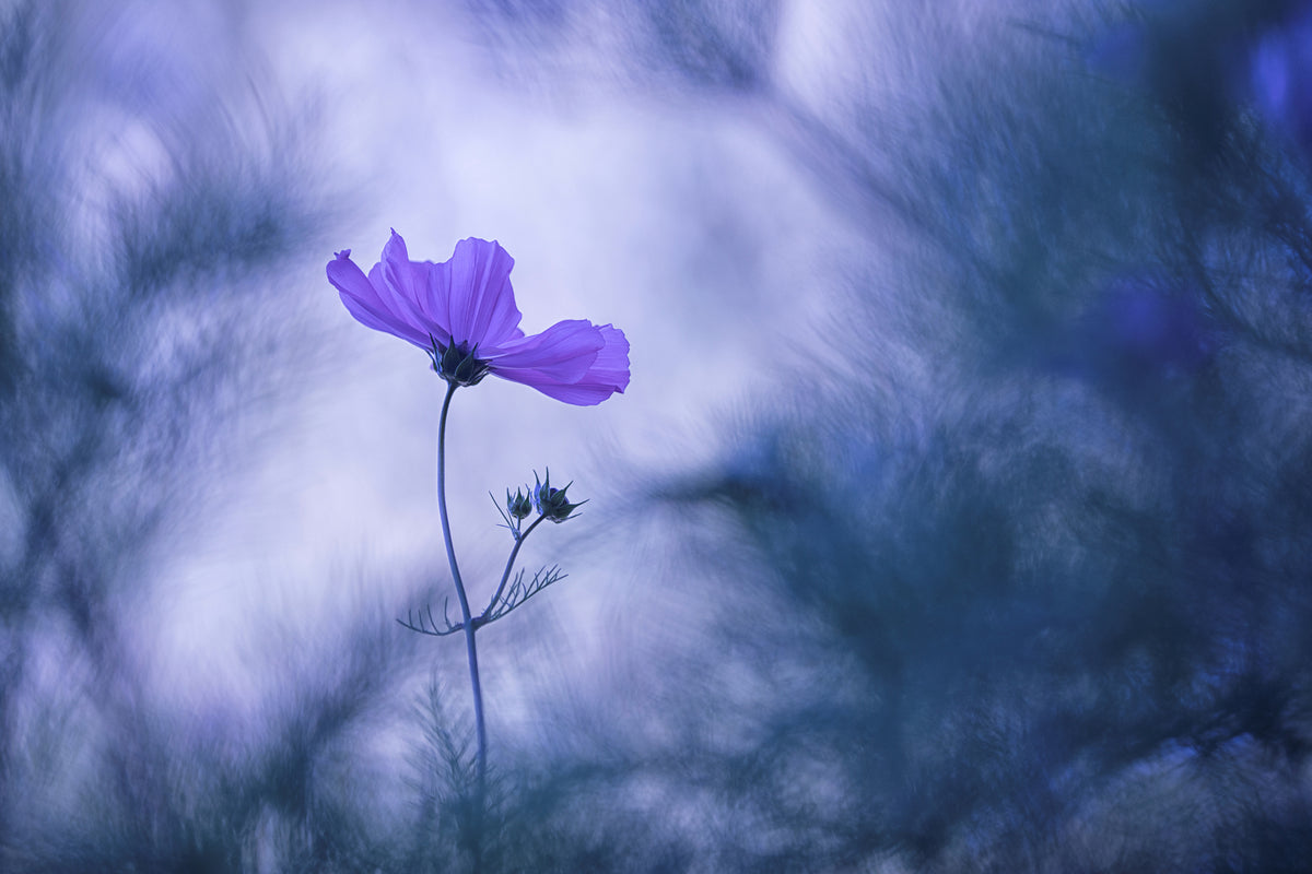 canvas-print-blue-dream-x