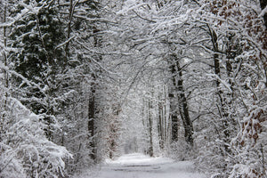 3-piece-aluminium-print-enchanted-winter-forest