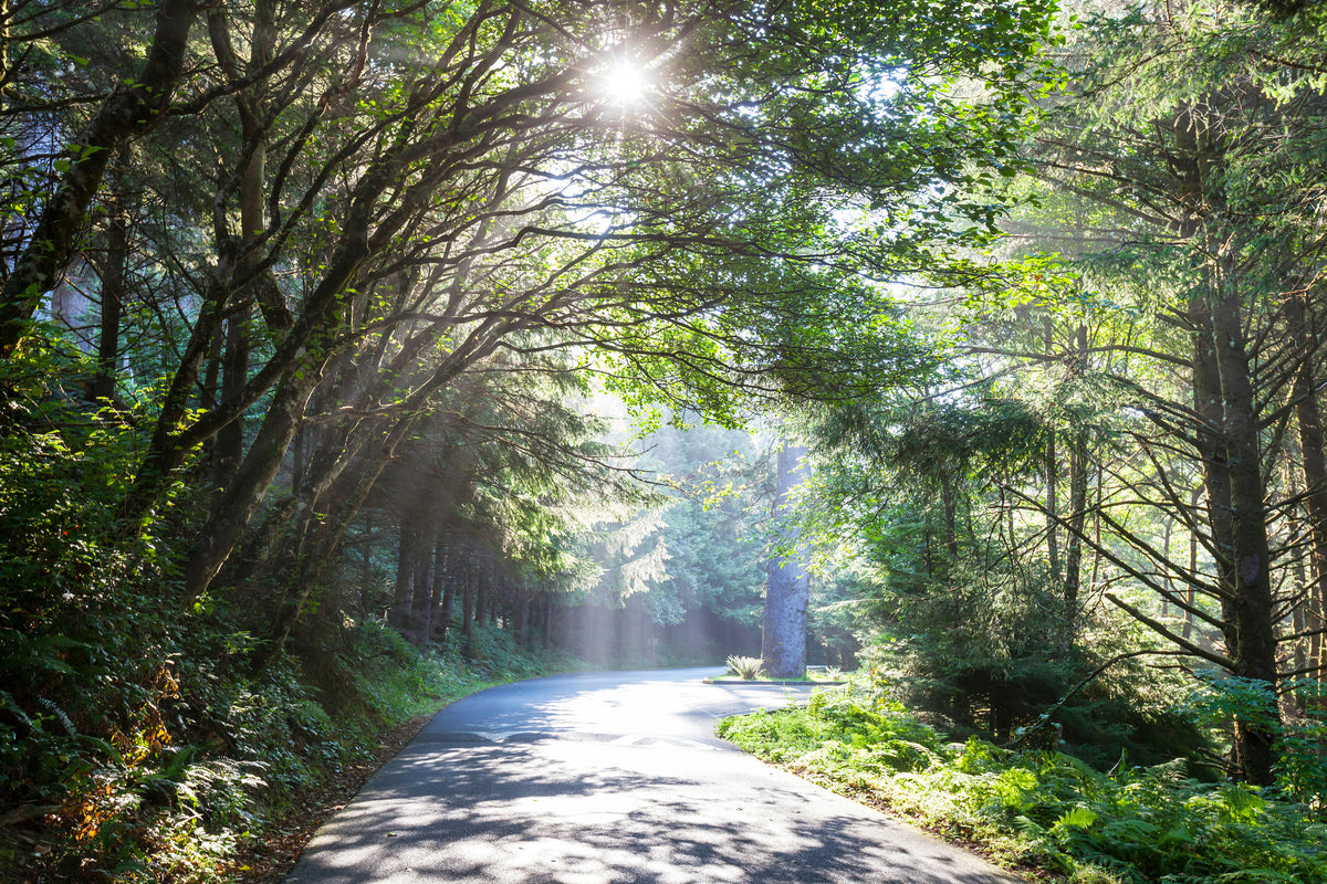 3-piece-canvas-print-sunny-forest-path