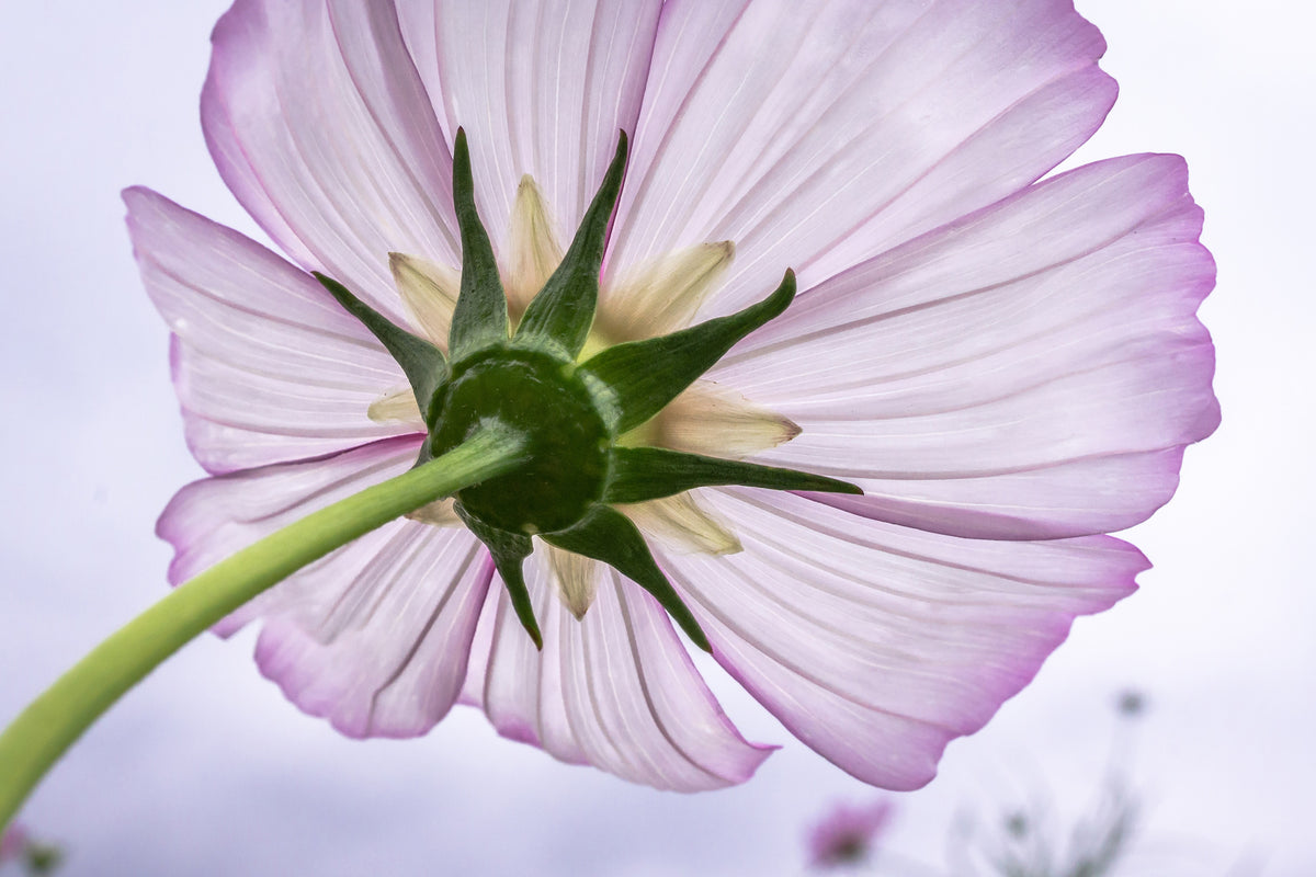 poster-print-the-cosmos-flower