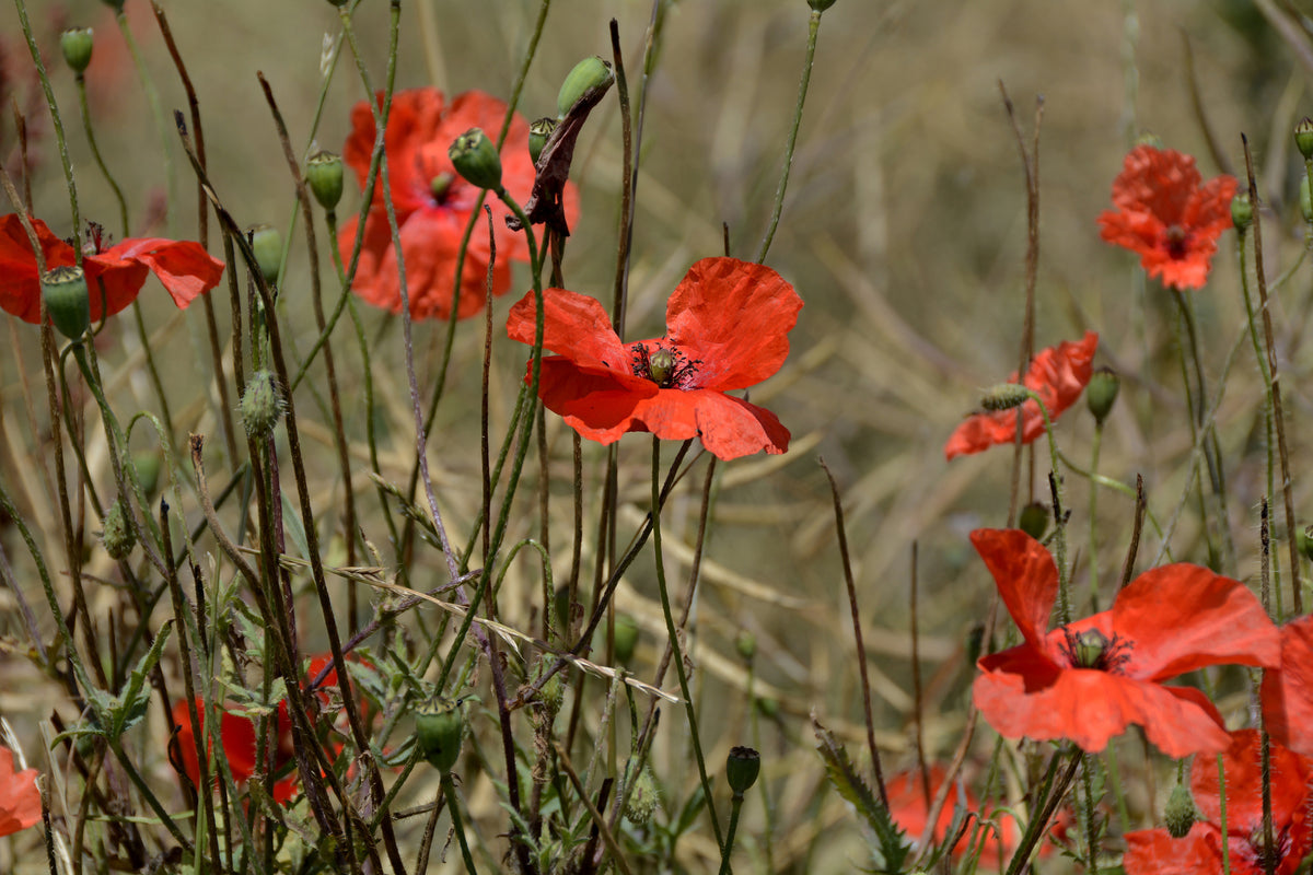 3-piece-aluminium-print-the-poppy-in-nature