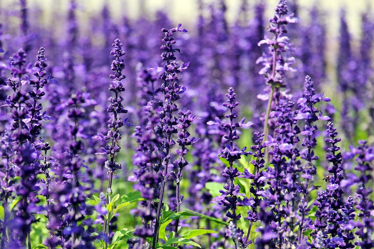 framedposter-print-xl-lavender