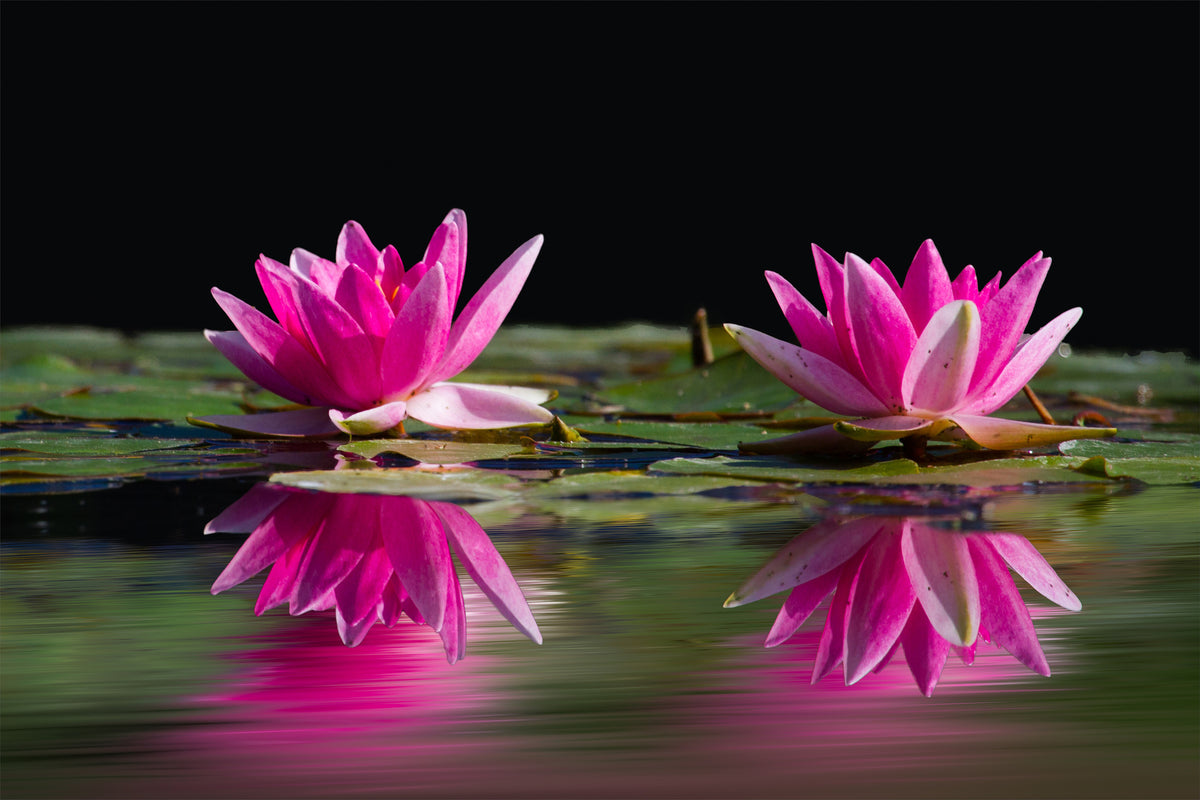 framedposter-print-water-lilies-duo-in-pink