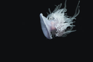 3-piece-acrylic-print-fascinating-jellyfish-xl