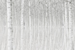 modern-3-piece-aluminium-print-trees