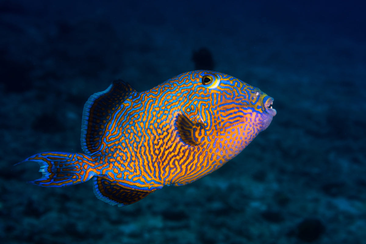 3-piece-acrylic-print-blue-triggerfish