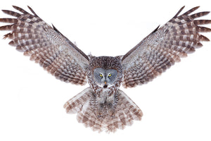 3-piece-canvas-print-power-great-grey-owl