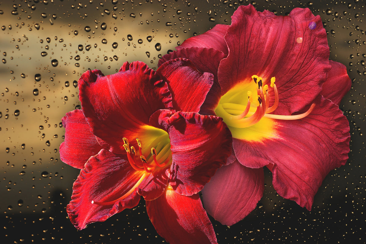 acrylic-print-lily-flowers-with-water-drops
