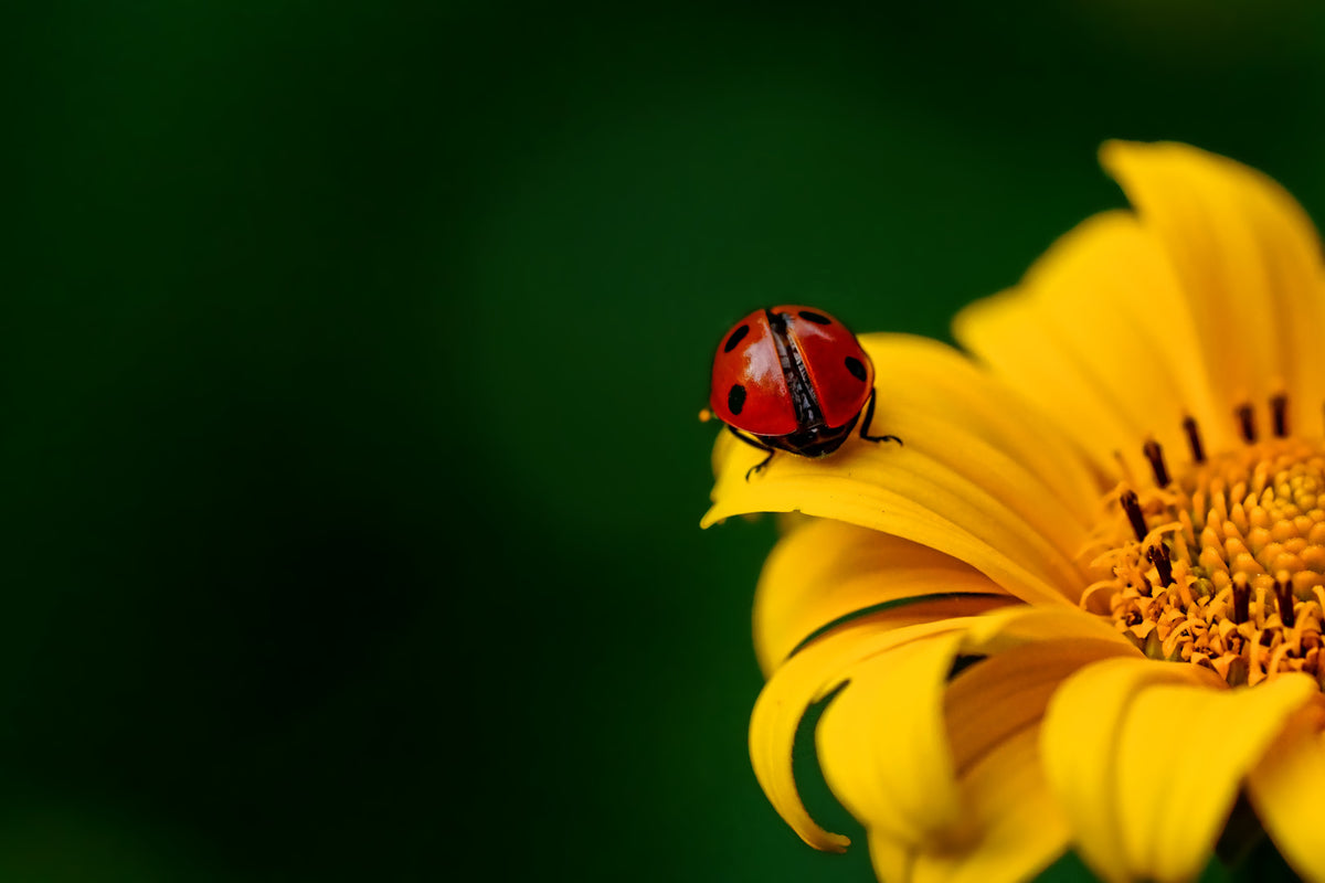 poster-print-ladybug-on-the-sunflower