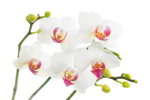 modern-3-piece-canvas-print-orchids-love