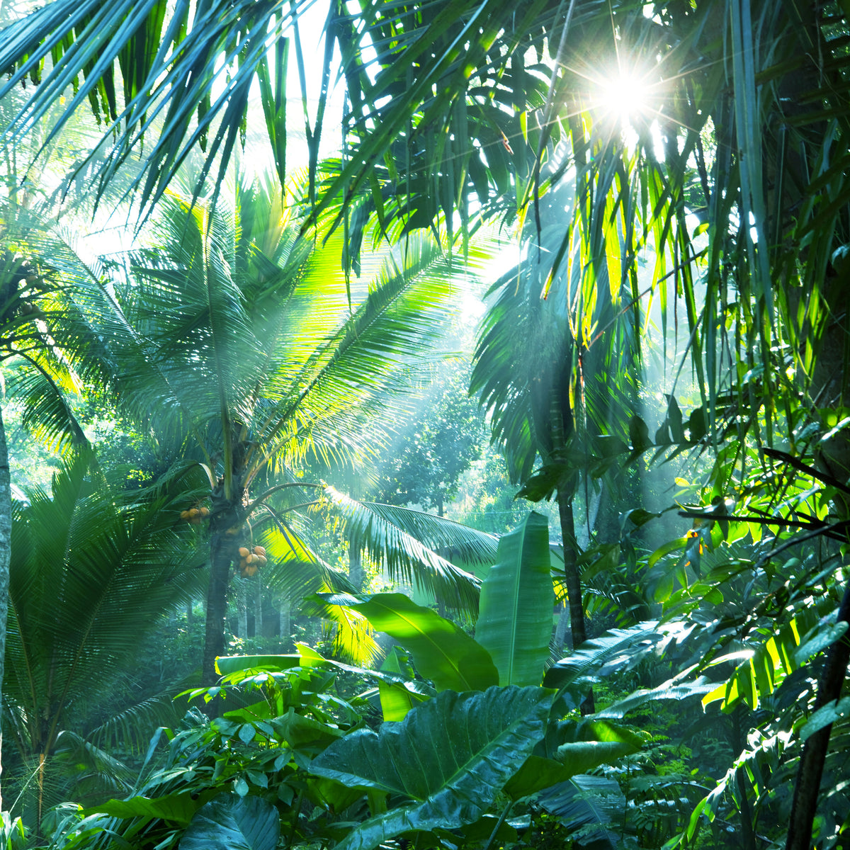 9-piece-canvas-print-in-tropical-forest