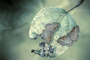poster-print-duet