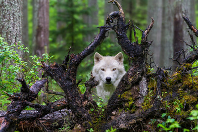 poster-print-wolf-x
