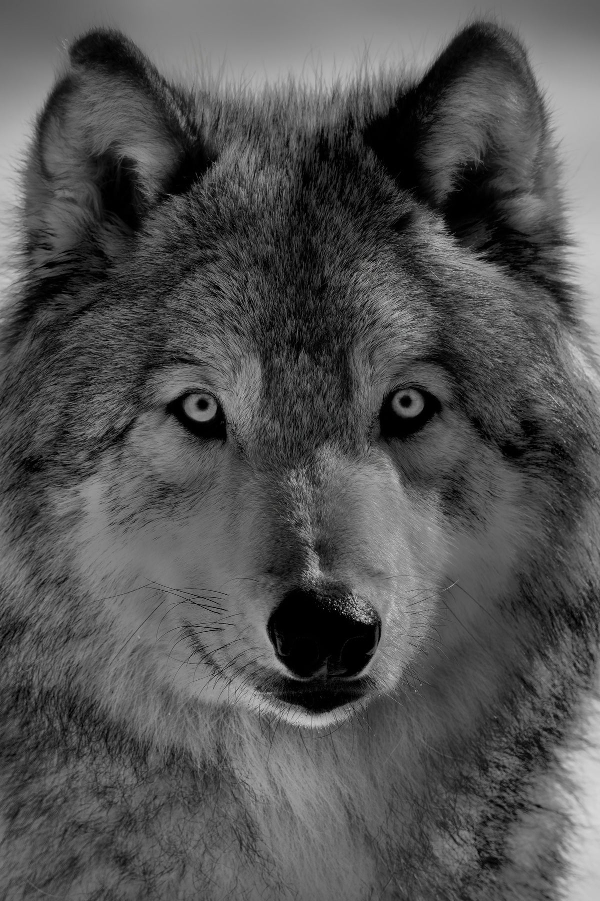 acrylic-print-the-wolf-x