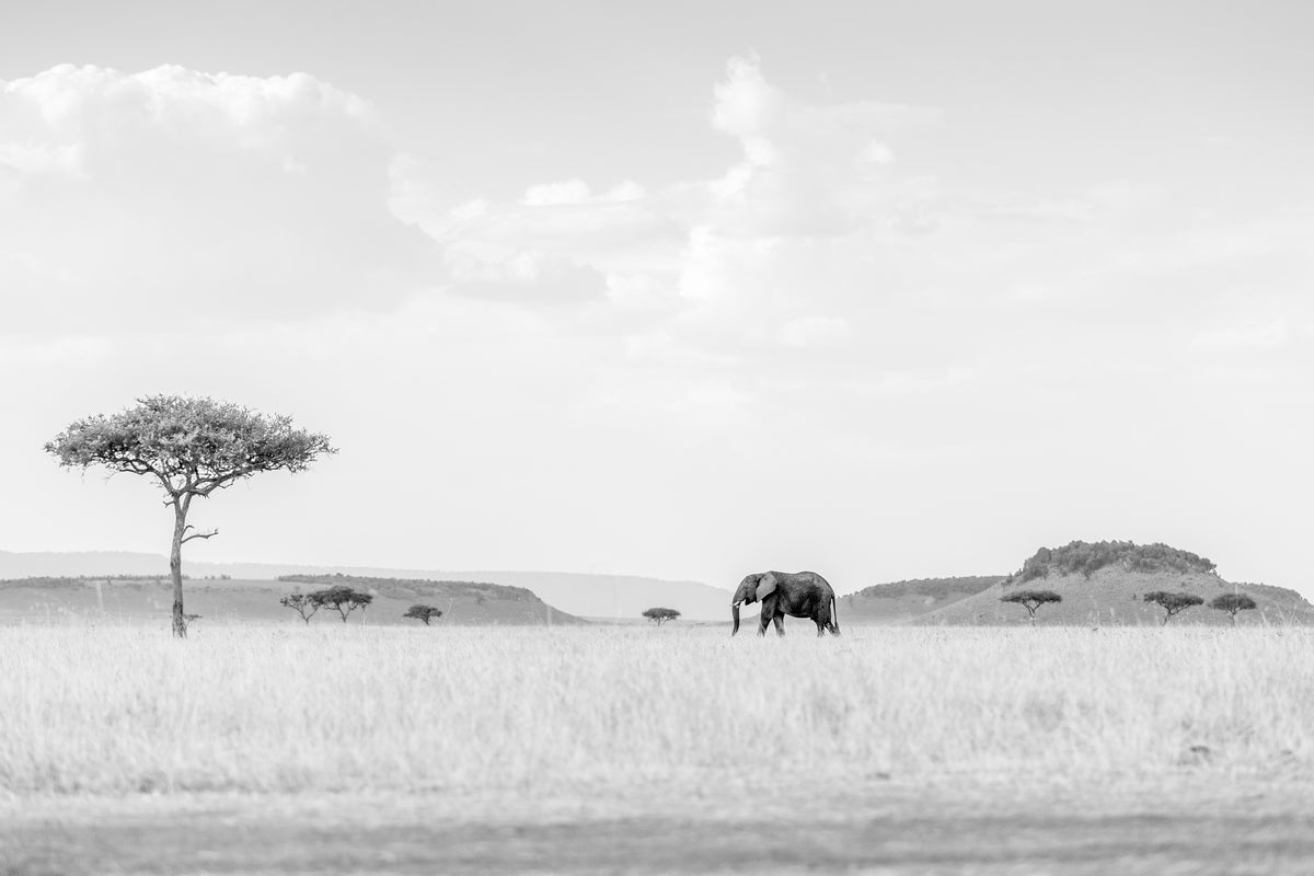 aluminium-print-high-key-savannah
