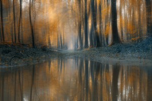 poster-print-the-woods-x