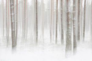 framedcanvas-print-winterforest-in-sweden-x