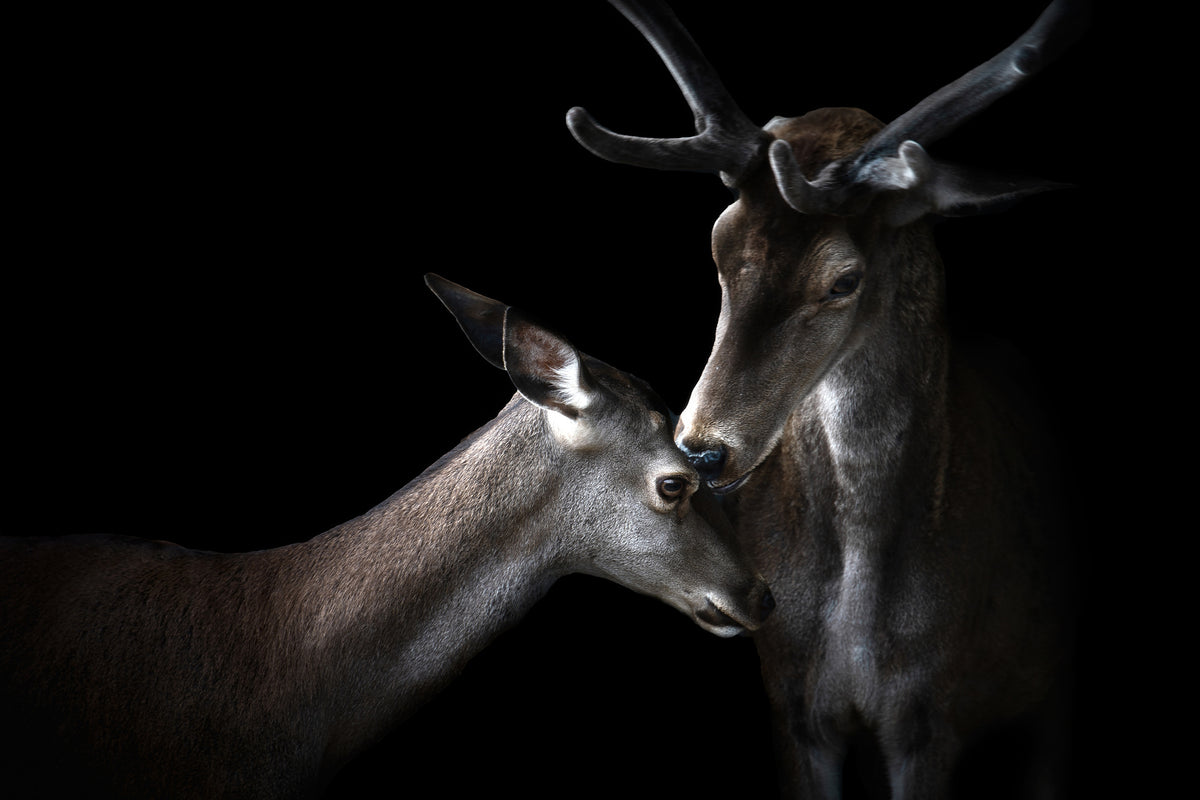 acrylic-print-tenderness-x