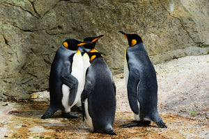 poster-print-king-penguins