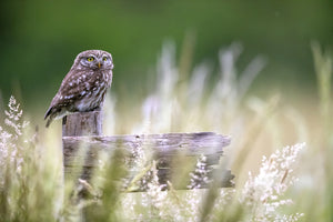 aluminium-print-little-owl-x