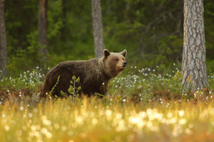 canvas-print-brown-bear-x