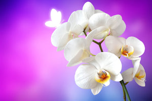 framedposter-print-flower-power-orchid