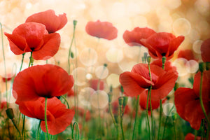 framedcanvas-print-the-poppy