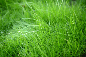 poster-print-blades-of-grass
