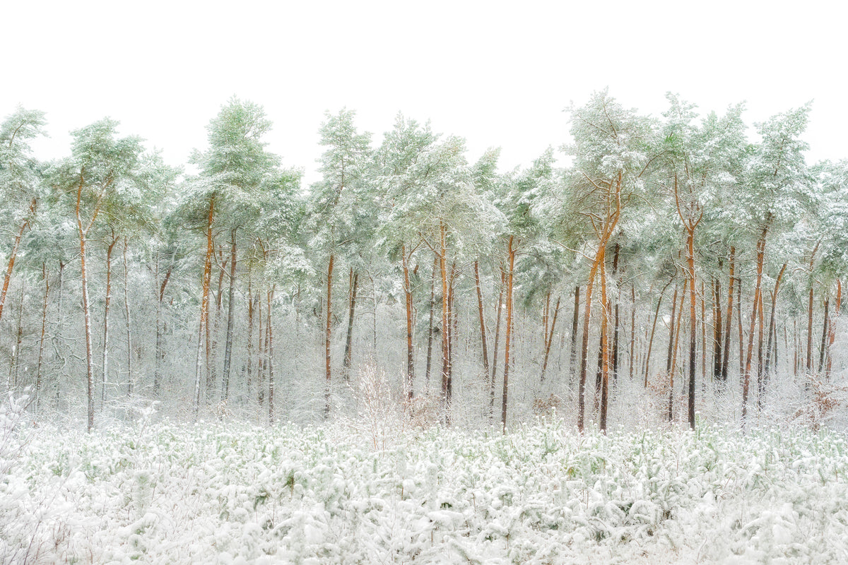 aluminium-print-snow-world